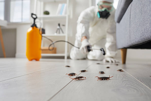 Post-Treatment Bed Bug Interceptor Monitoring in Banning